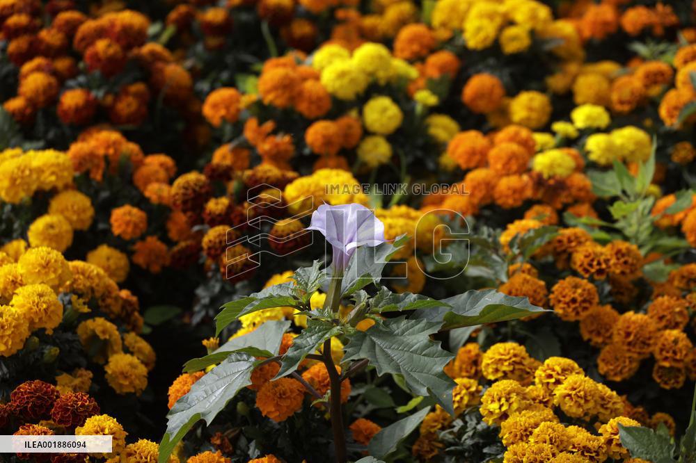 Cempasuchil Flower Sales Season Begins For The Day Of The Dead Festival - Mexico
