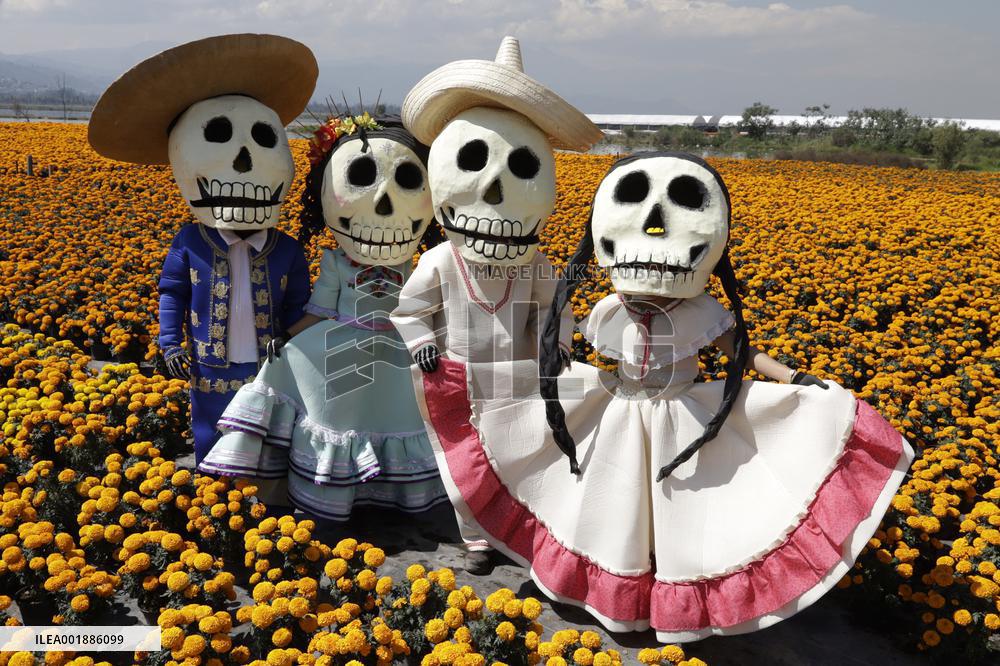 Cempasuchil Flower Sales Season Begins For The Day Of The Dead Festival - Mexico
