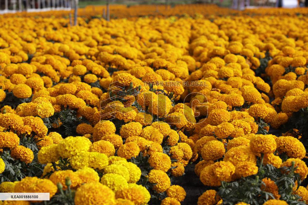 Cempasuchil Flower Sales Season Begins For The Day Of The Dead Festival - Mexico