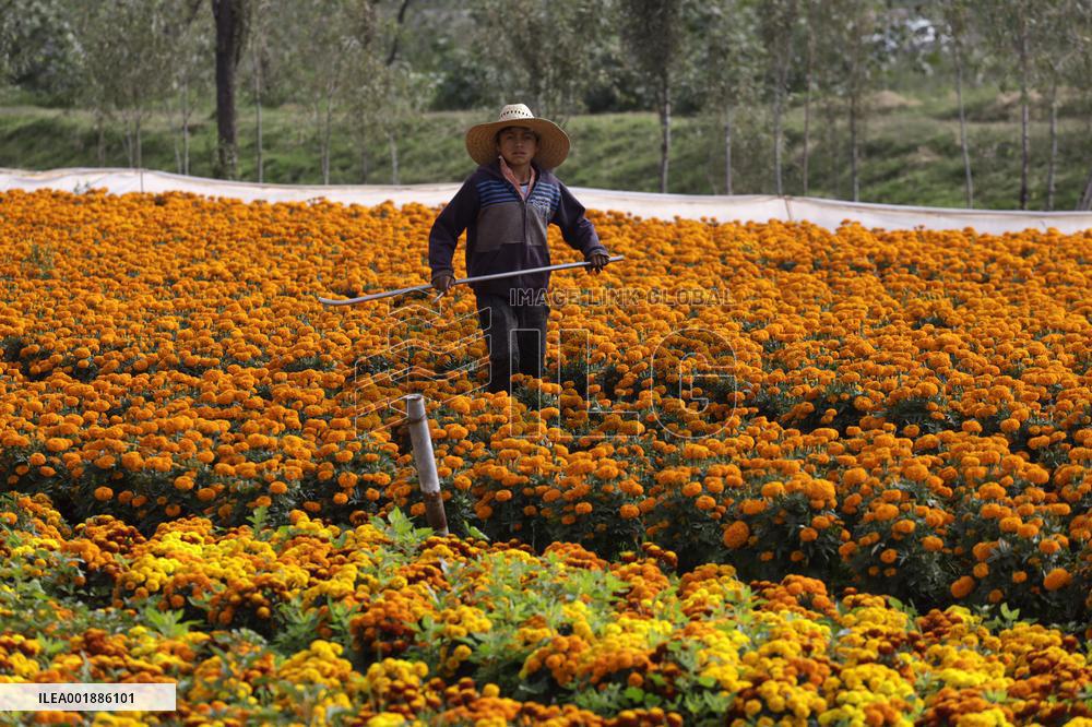 Cempasuchil Flower Sales Season Begins For The Day Of The Dead Festival - Mexico