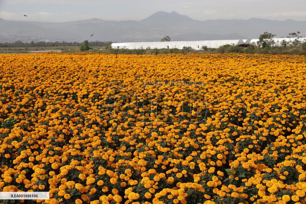 Cempasuchil Flower Sales Season Begins For The Day Of The Dead Festival - Mexico