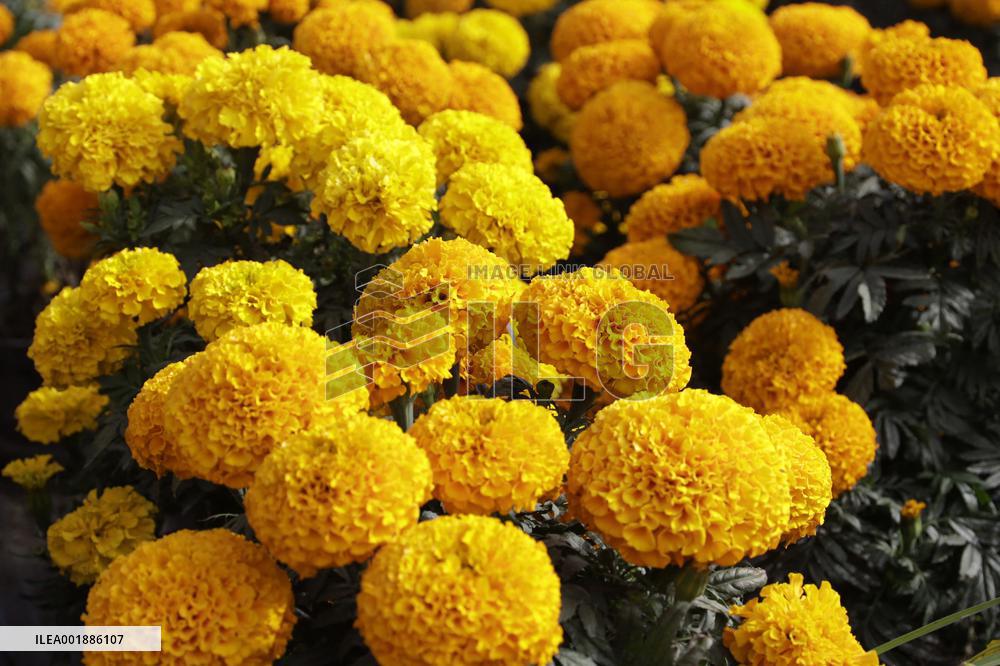 Cempasuchil Flower Sales Season Begins For The Day Of The Dead Festival - Mexico