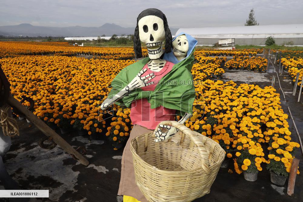 Cempasuchil Flower Sales Season Begins For The Day Of The Dead Festival - Mexico
