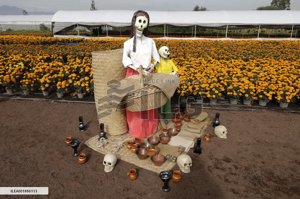 Cempasuchil Flower Sales Season Begins For The Day Of The Dead Festival - Mexico