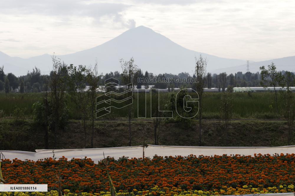 Cempasuchil Flower Sales Season Begins For The Day Of The Dead Festival - Mexico