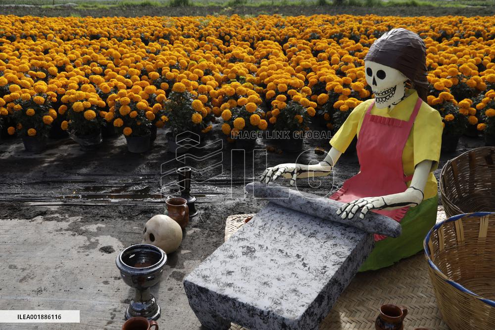 Cempasuchil Flower Sales Season Begins For The Day Of The Dead Festival - Mexico