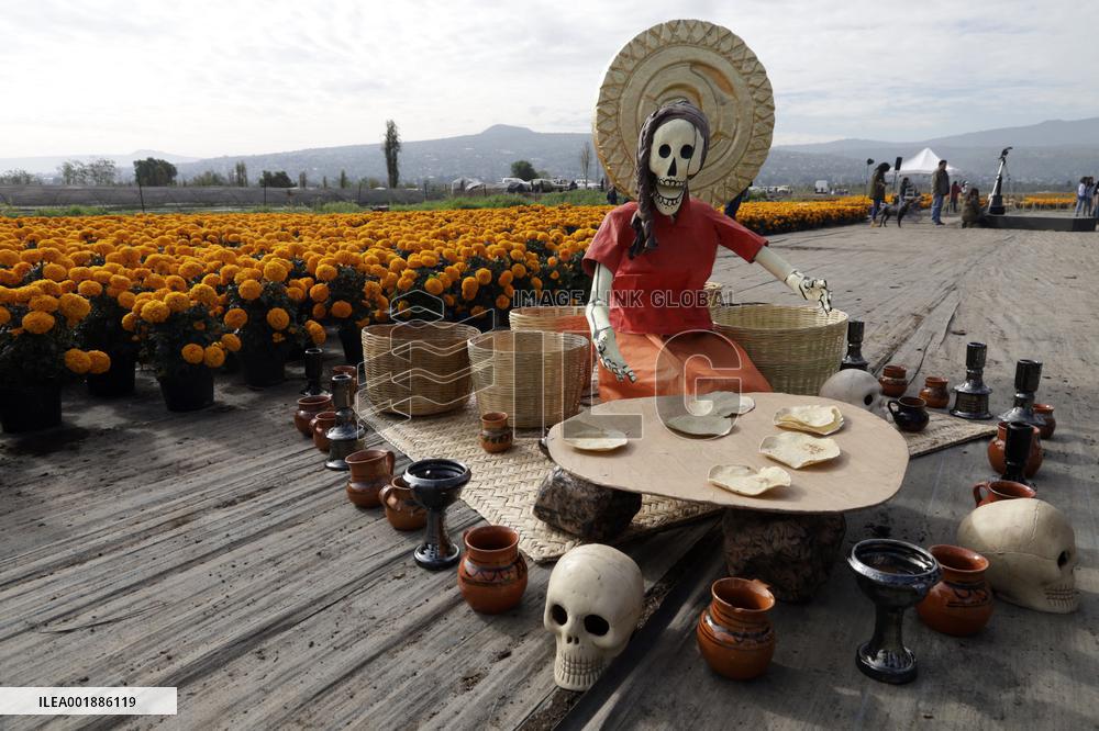 Cempasuchil Flower Sales Season Begins For The Day Of The Dead Festival - Mexico
