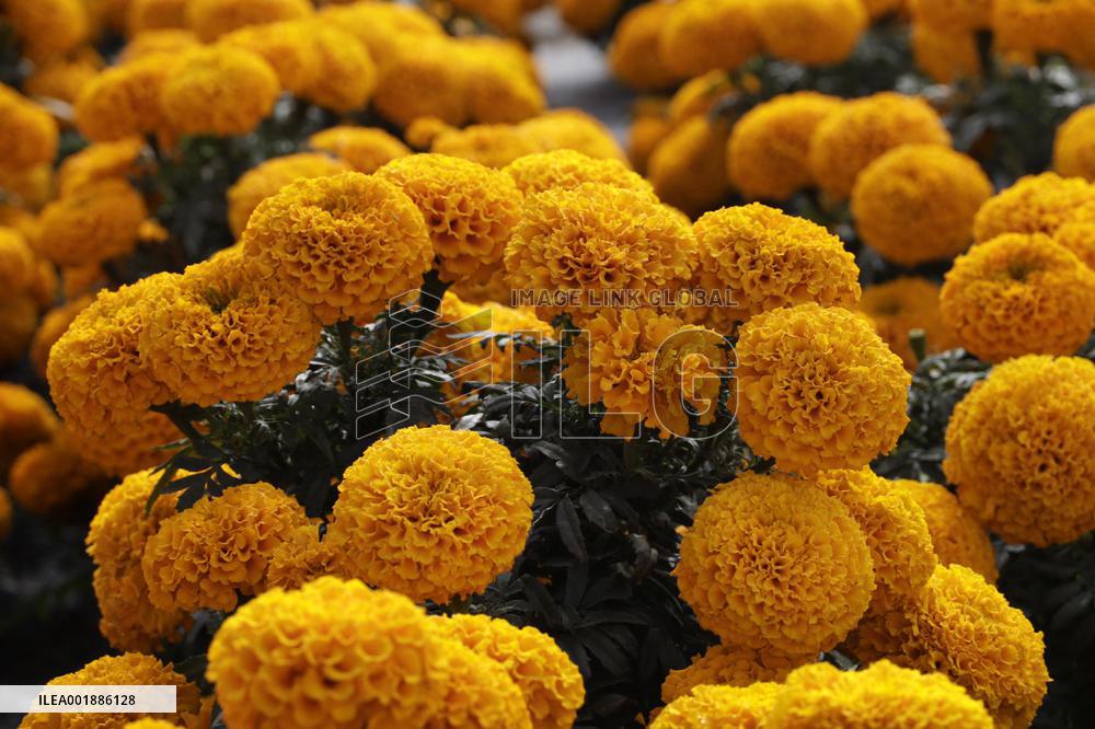 Cempasuchil Flower Sales Season Begins For The Day Of The Dead Festival - Mexico