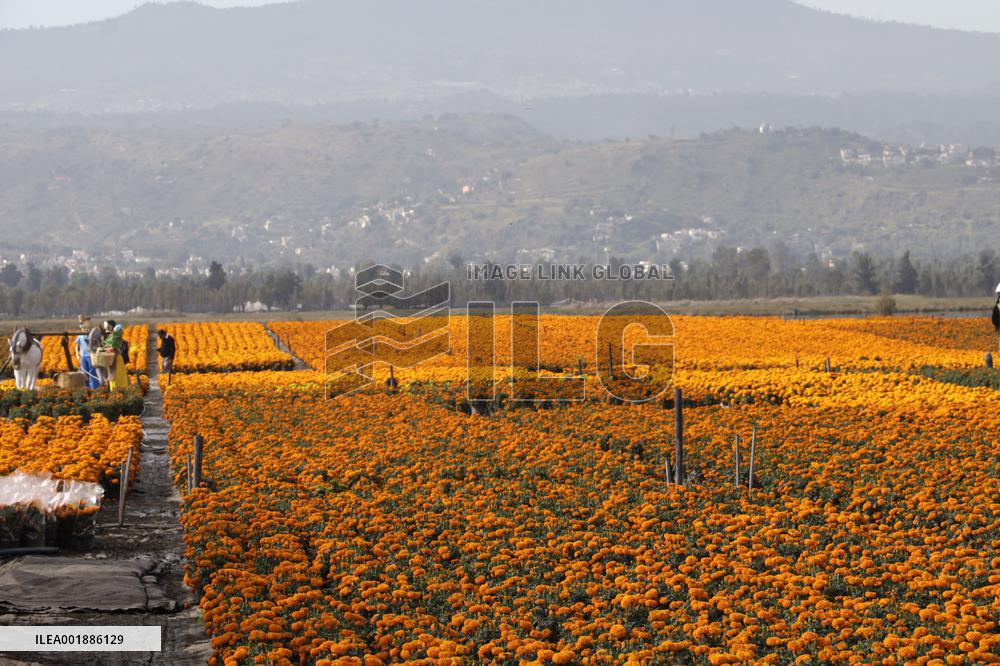Cempasuchil Flower Sales Season Begins For The Day Of The Dead Festival - Mexico