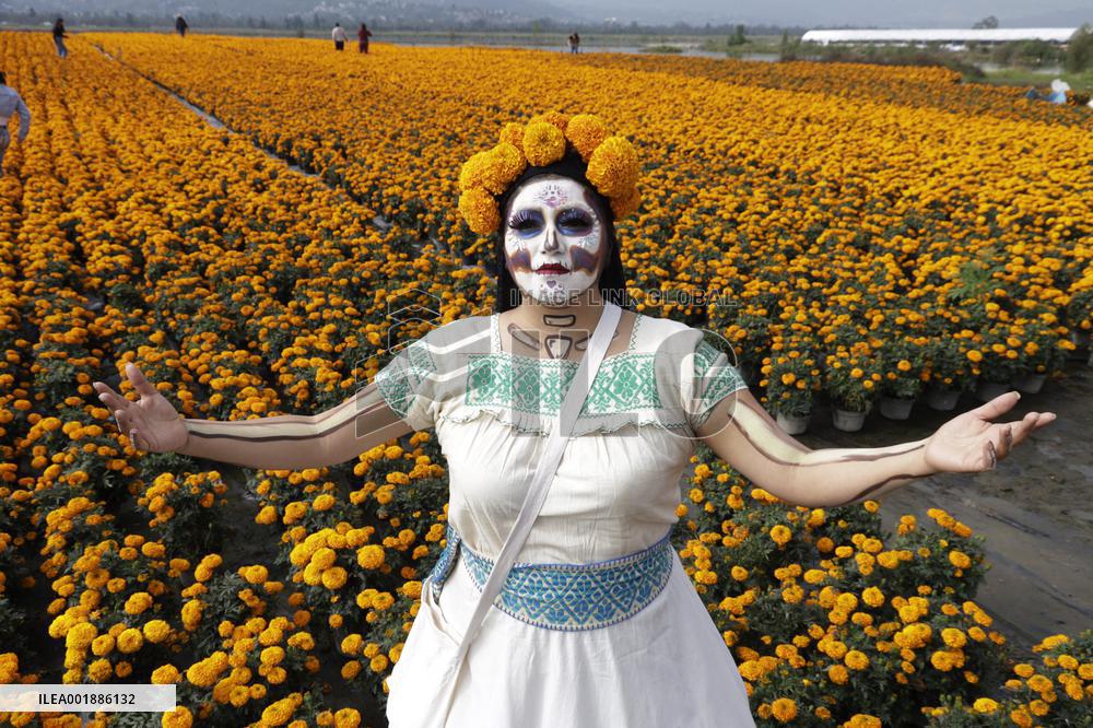 Cempasuchil Flower Sales Season Begins For The Day Of The Dead Festival - Mexico
