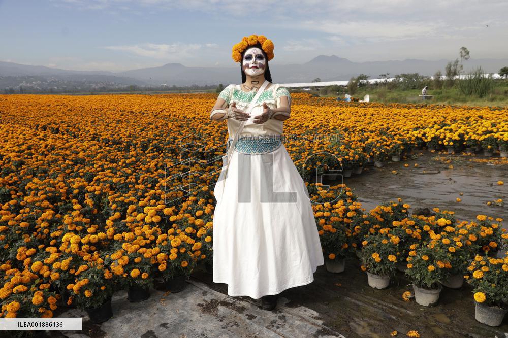 Cempasuchil Flower Sales Season Begins For The Day Of The Dead Festival - Mexico