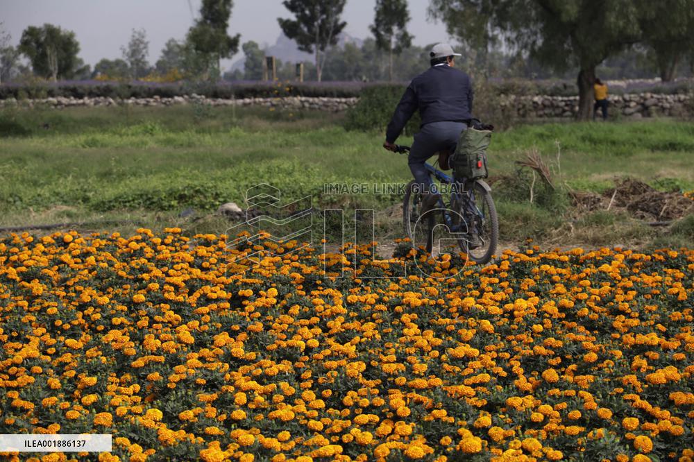 Cempasuchil Flower Sales Season Begins For The Day Of The Dead Festival - Mexico