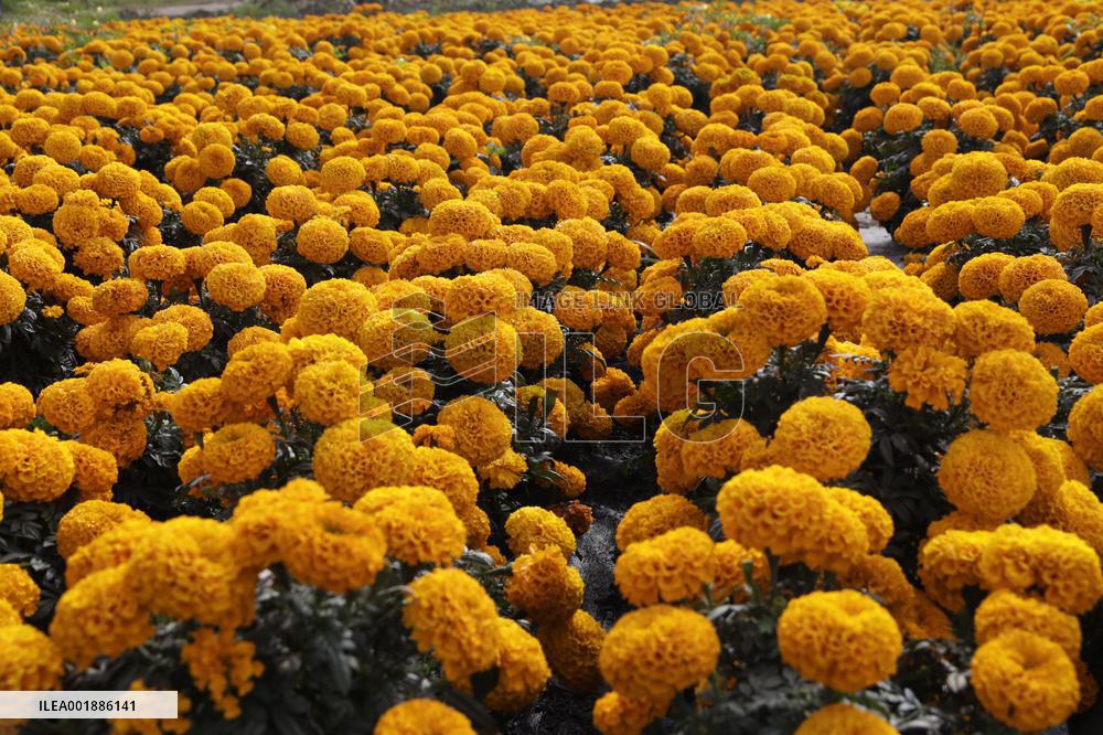 Cempasuchil Flower Sales Season Begins For The Day Of The Dead Festival - Mexico