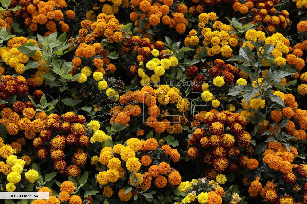 Cempasuchil Flower Sales Season Begins For The Day Of The Dead Festival - Mexico