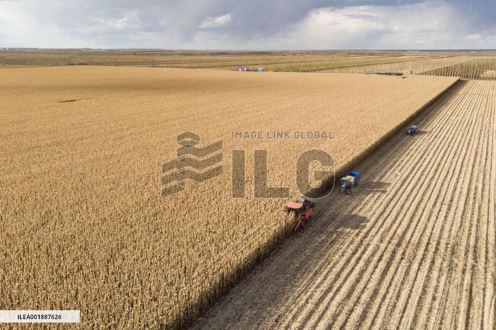 CHINA-HEILONGJIANG-AUTUMN-HARVEST (CN)