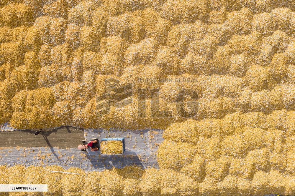 CHINA-HEILONGJIANG-AUTUMN-HARVEST (CN)