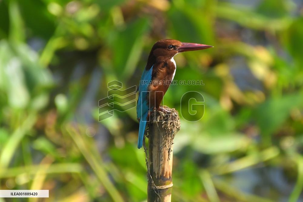 INDIA-ASSAM-WILDLIFE SANCTUARY REOPENED