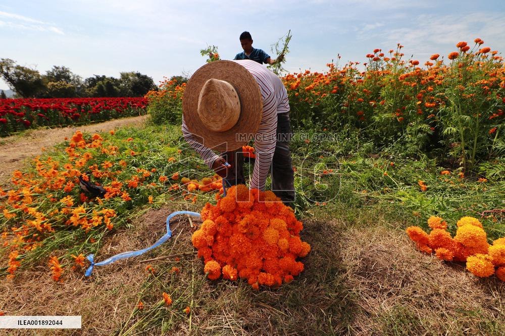 Farmers Harvest Cempasuchil Flower - Mexico