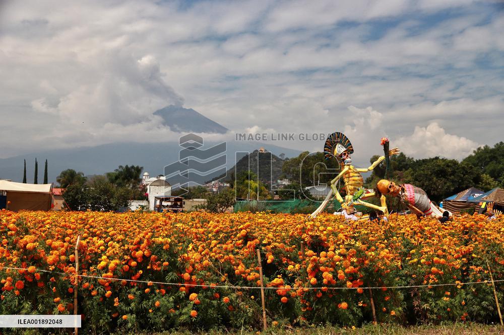 Farmers Harvest Cempasuchil Flower - Mexico