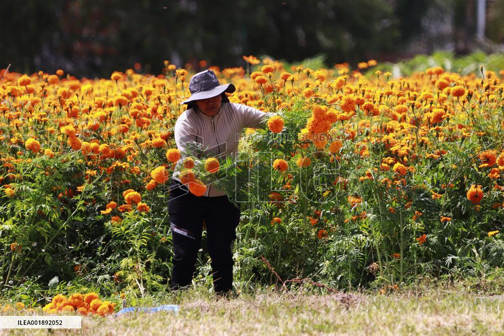 Farmers Harvest Cempasuchil Flower - Mexico