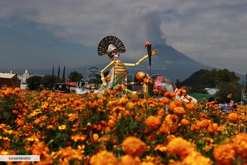 Farmers Harvest Cempasuchil Flower - Mexico