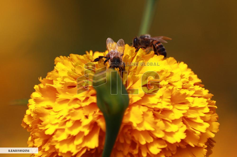 Farmers Harvest Cempasuchil Flower - Mexico