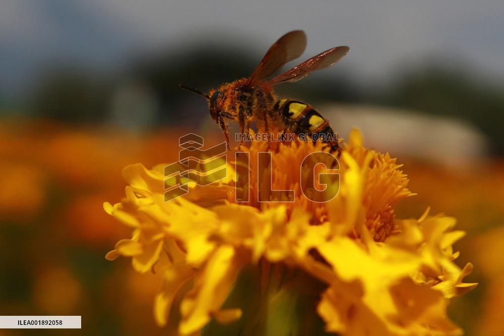 Farmers Harvest Cempasuchil Flower - Mexico