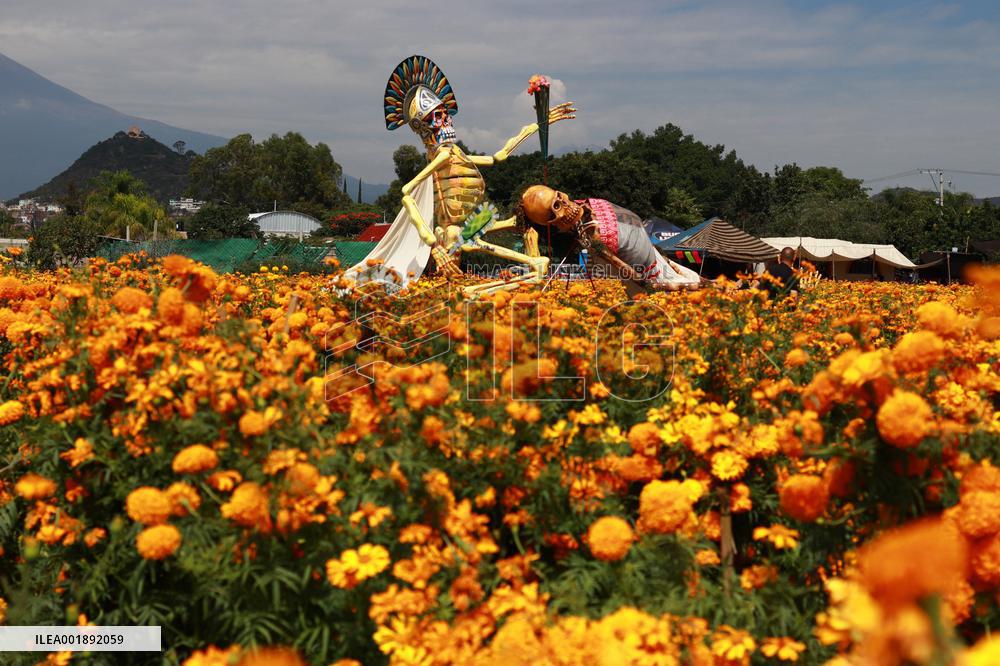 Farmers Harvest Cempasuchil Flower - Mexico