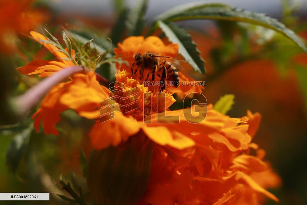 Farmers Harvest Cempasuchil Flower - Mexico