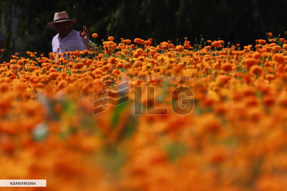 Farmers Harvest Cempasuchil Flower - Mexico