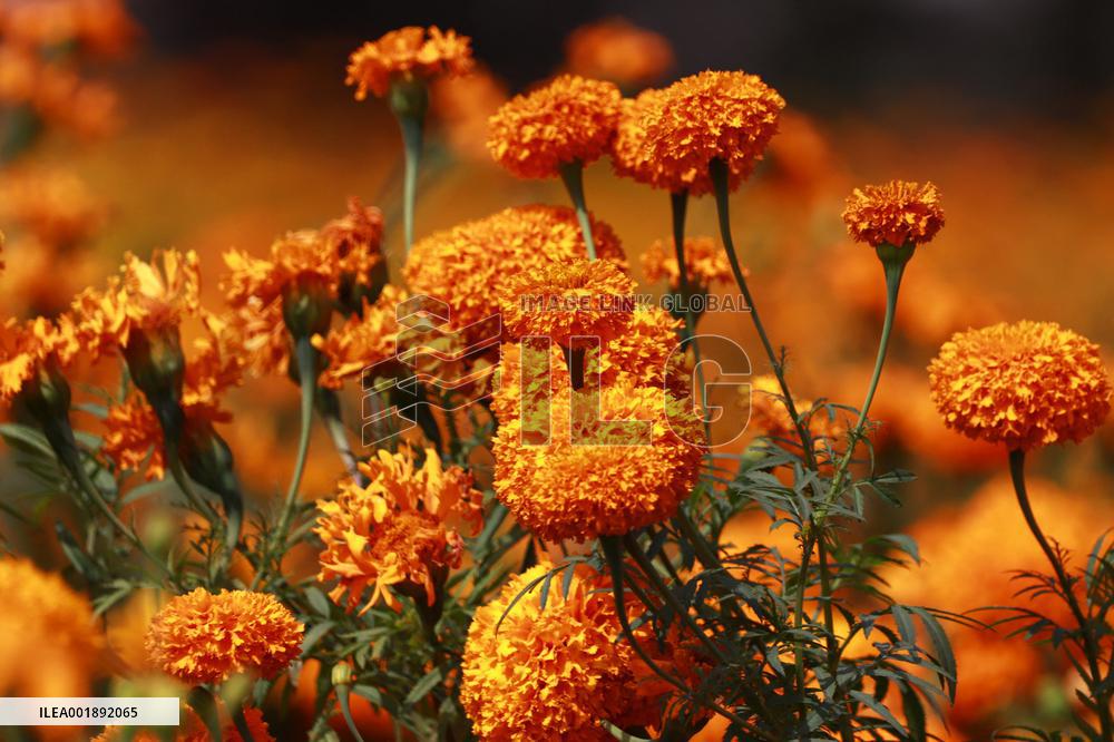 Farmers Harvest Cempasuchil Flower - Mexico