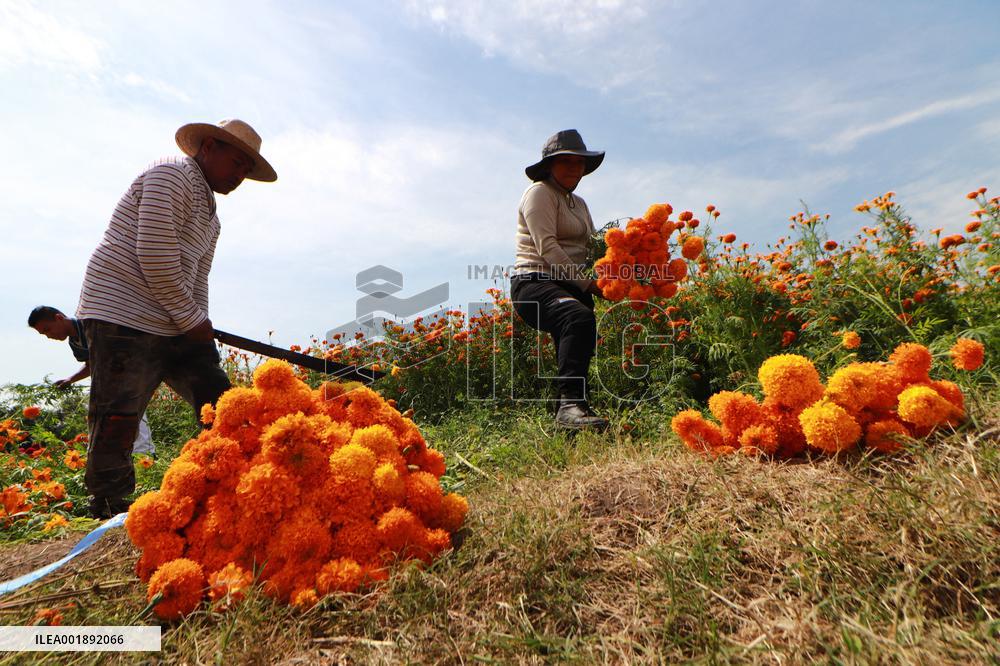 Farmers Harvest Cempasuchil Flower - Mexico