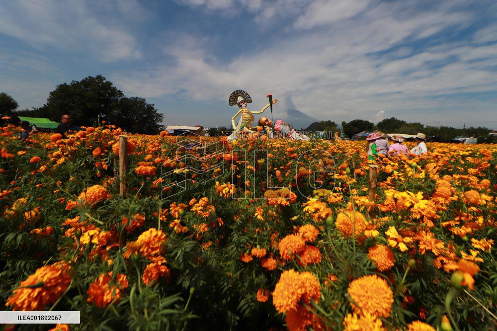 Farmers Harvest Cempasuchil Flower - Mexico