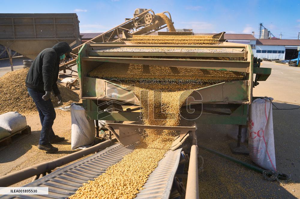 RUSSIA-USSURIYSK-HARVEST SEASON