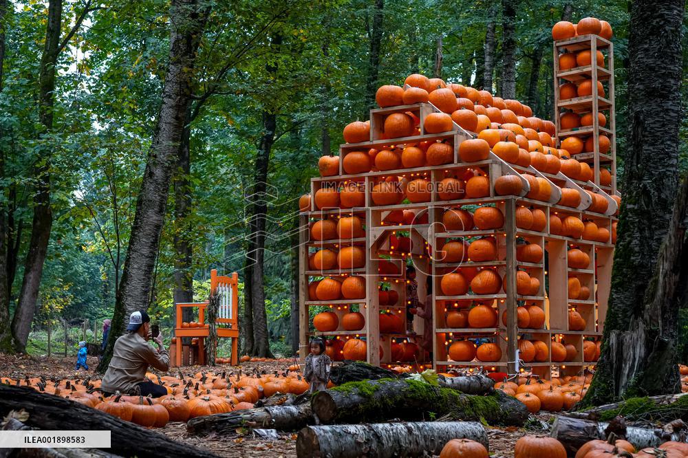 Pumpkin Patch - Canada