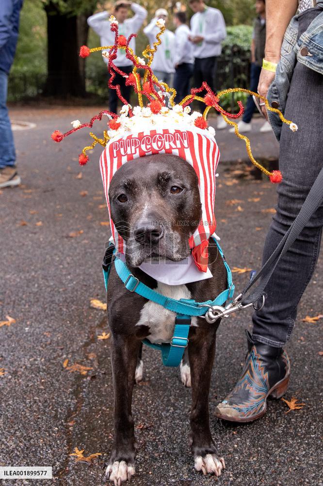 Halloween Dog Parade - NYC