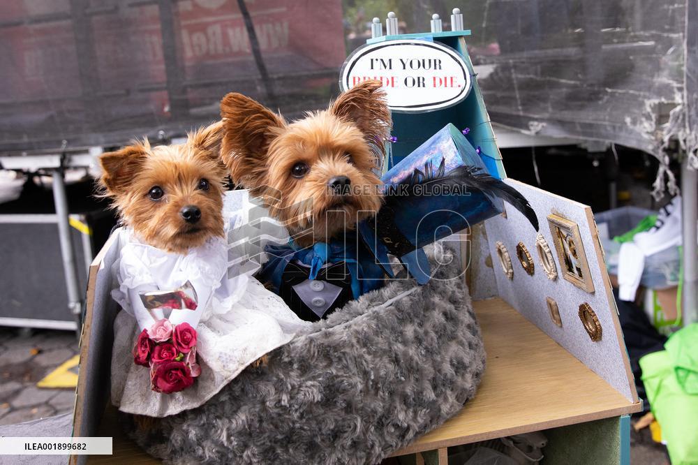 Halloween Dog Parade - NYC