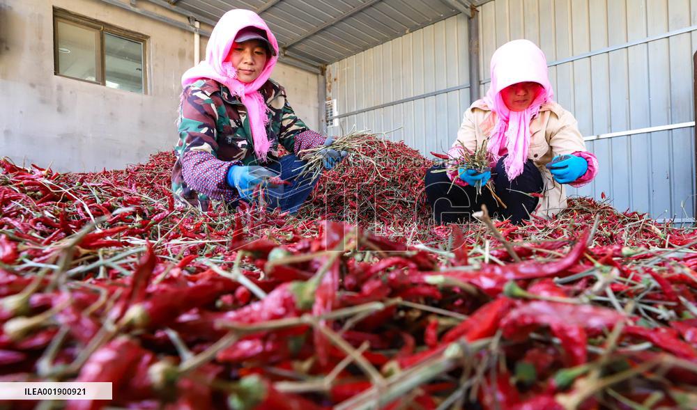 Farmers Harvest Semi-dried Peppers in Zhangye