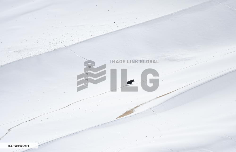 CHINA-XINJIANG-ALTUN MOUNTAINS-NATURE RESERVE-SCENERY (CN)