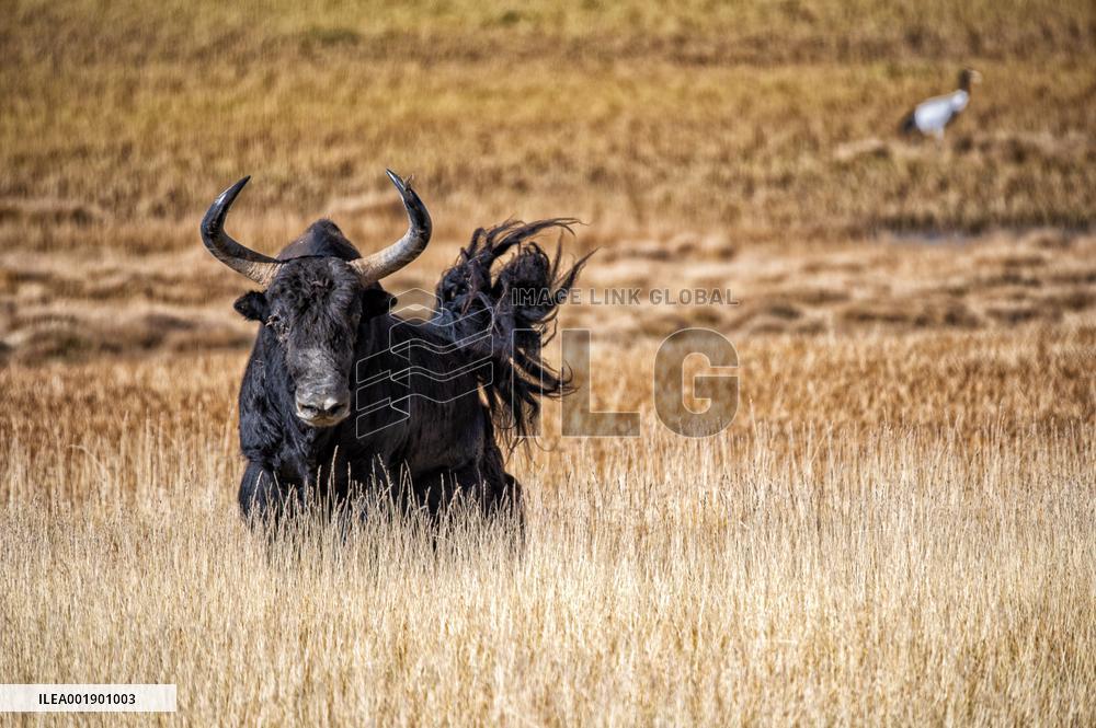 CHINA-XINJIANG-ALTUN MOUNTAINS-NATURE RESERVE-SCENERY (CN)