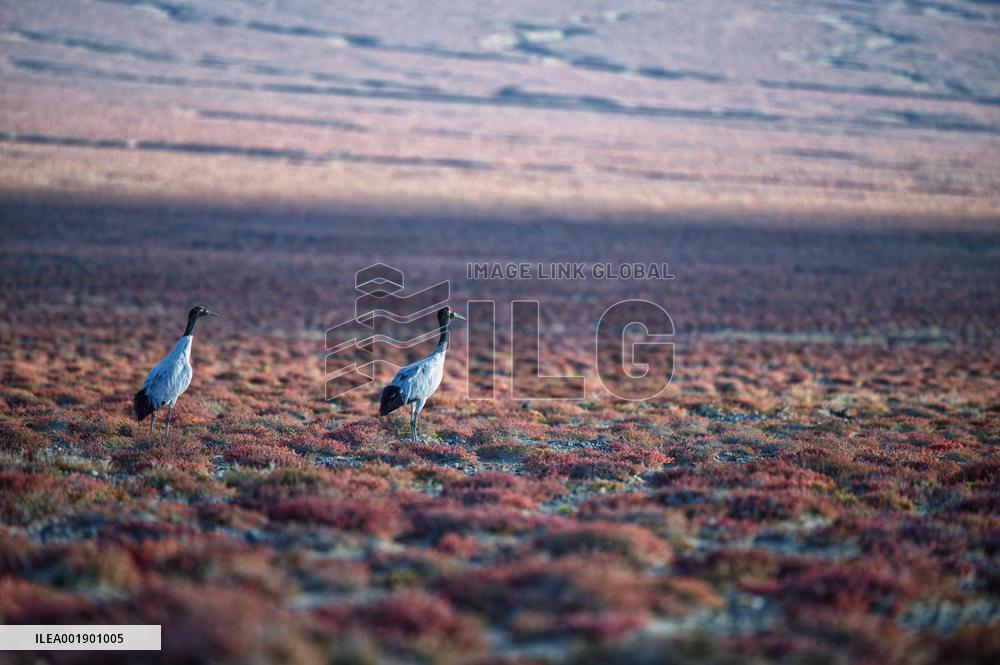 CHINA-XINJIANG-ALTUN MOUNTAINS-NATURE RESERVE-SCENERY (CN)