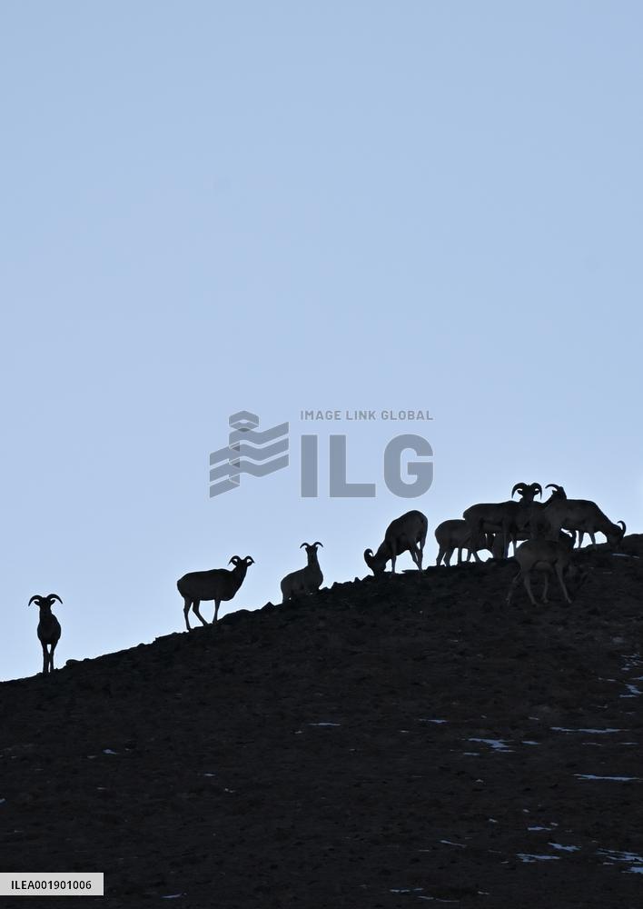 CHINA-XINJIANG-ALTUN MOUNTAINS-NATURE RESERVE-SCENERY (CN)