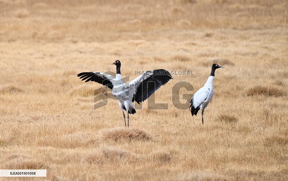 CHINA-XINJIANG-ALTUN MOUNTAINS-NATURE RESERVE-SCENERY (CN)