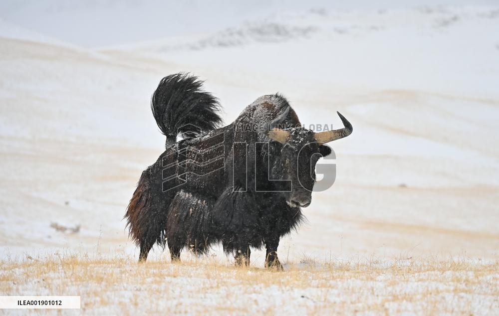 CHINA-XINJIANG-ALTUN MOUNTAINS-NATURE RESERVE-SCENERY (CN)