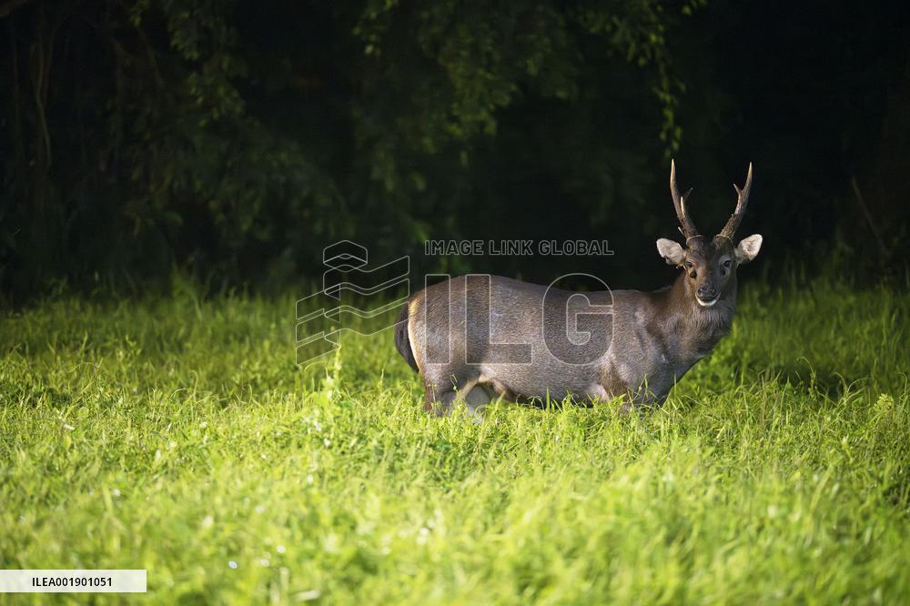 SINGAPORE-ENVIRONMENT-NIGHT VIEW-ANIMAL