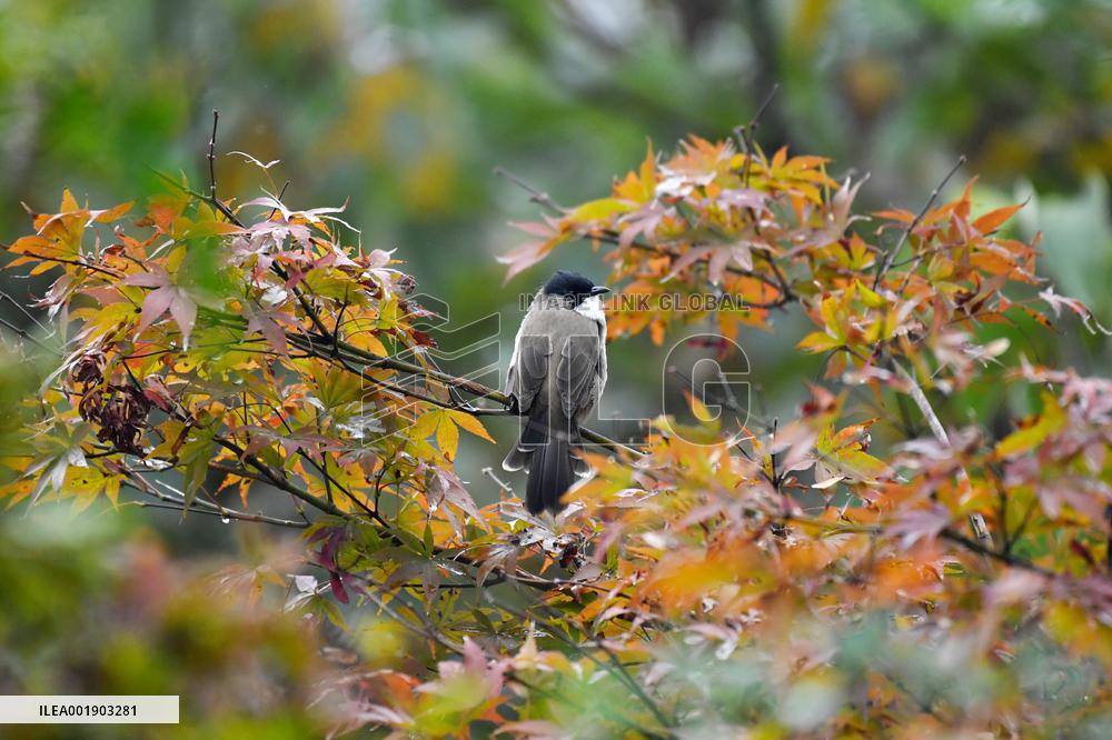 A Bird Rests on A Tree