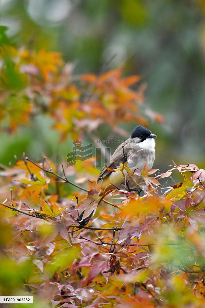 A Bird Rests on A Tree
