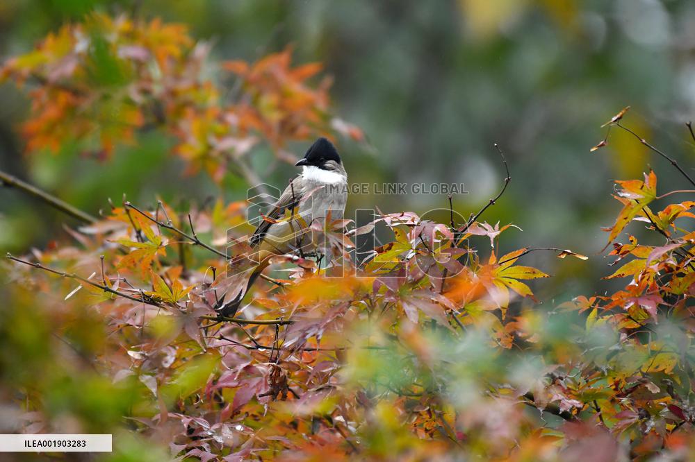 A Bird Rests on A Tree