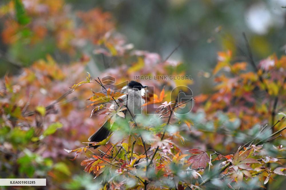 A Bird Rests on A Tree