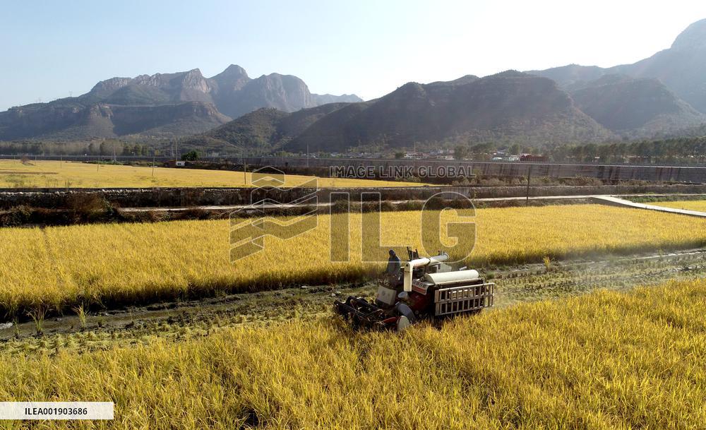Rice Harvesting in Handan